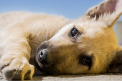 Request Quote: Heather The Pet Nanny - In Home Pet Sitting - Sarasota, FL