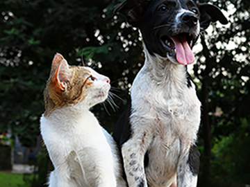 Cat and dog