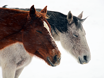 2 Horses