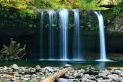 Request Quote: Compassionate Canine Massage Therapist  - Columbia, SC