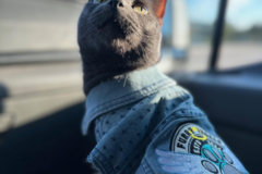 Request Quote: ​Furry Angels Express - Pet Transportation Services - Nationwide