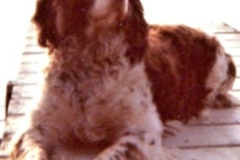 Request Quote: Peggy Talks to Animals! - Animal Communication - Ypsilanti, MI