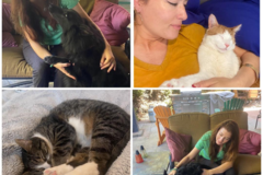 Request Quote: Animal Reiki with Meredith  - Nationwide