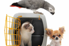 Request Quote: Tiffany Hodge - Pet Transport - Nationwide