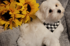 Request Quote: Maltese Breeder - Kinder, LA