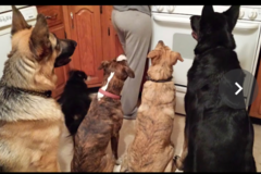 Request Quote: Jen’s Healing Hands for Animals - Reiki Care - Nationwide