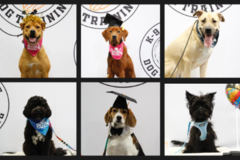  K-9 Culture - Dog Trainers - Dallas, TX