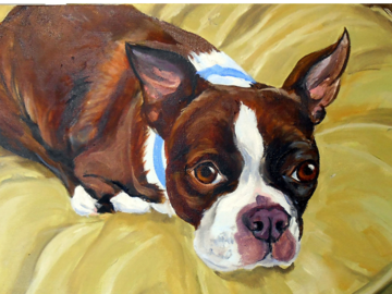 Boston Terrier