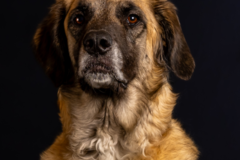 Request Quote: Capturing Furever Moments - Pet Photography - Tyler, TX