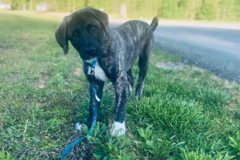 Request Quote: Your Pets Home Away From Home - Pet Sitting - Leominster, MA