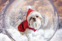 Request Quote: Pet Portrait Art - Mary Jill Lemieur Designs - Nationwide