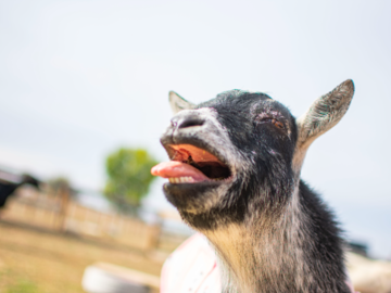 Arya the goat