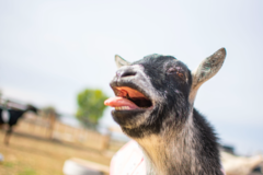 Request Quote: Pet and Animal Photography - Louisville, CO