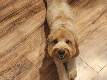 Cavapoo After Haircut