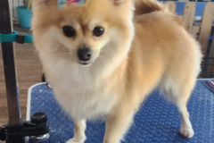 Request Quote: Cuddleful Pet Grooming - In Home Mobile Groomers - Stone Mountain, GA