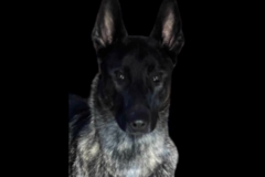 Request Quote: KV Dog Training In Home Dog Trainer - Hopewell Junction, NY