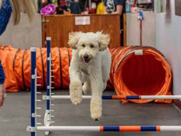 Zoom Room Dog Training Richmond VA