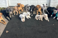 Rachel Koehler Dog Training  - Richmond, VA
