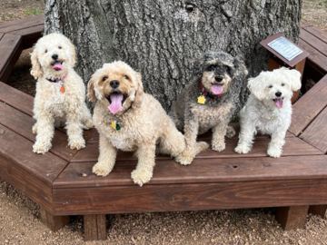 Left dog is daughter plus my three Red, Bell, Pepper
