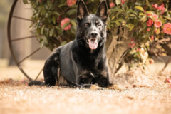 DeNovo Canine - Dog Training Services - Richmond, VA