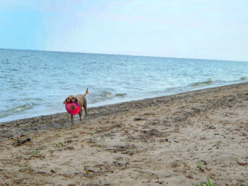 Playing frisbee with Red on beach