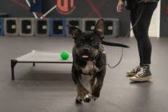 Next-Door K9 Solutions - Richmond, VA