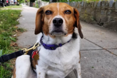 Request Quote: Local Dog Walking and In Home Pet Sitting Services - Germantown, MD