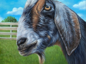 Silver the goat