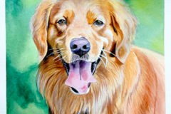 Request Quote: Animal Portraits - Pet Portrait Artist Kait Amadio - Nationwide