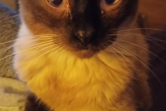 Request Quote: 4 Paws Pet Taxi and In Home Pet Sitting - Wichita, KS