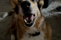 Request Quote: Remote Animal Reiki and Emotion Code - Nationwide