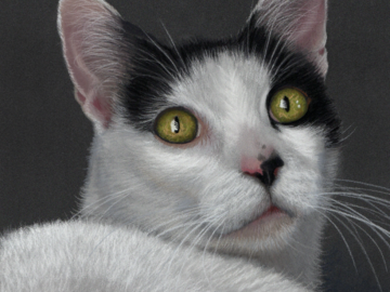 This is a custom hand-drawn pastel portrait of a pet cat, size 11" x 14," by award-winning artist Heather A. Mitchell. 