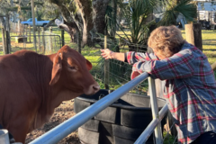 Request Quote: Allison's Animal Reiki Healing Services - Nationwide