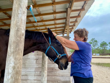 Patriot son of Secretariat 