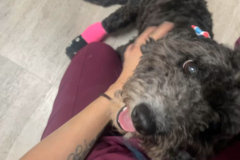 Request Quote: Delivering Compassionate Care - In Home Pet Sitting - El Paso, TX