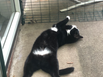 Greta in her catio!