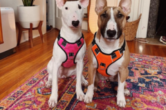 The Happy Hound - Dog Trainers - Buffalo, NY
