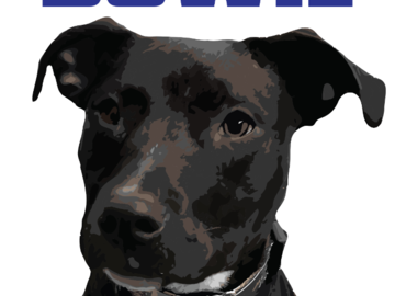 Bowie - Pet Portrait