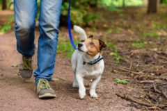 Buffalo Niagara Dog Training  - Buffalo, NY