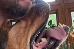 Request Quote: Private K9 Training To Grow Your Bond - Wheaton, IL
