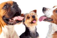 The Dog Wizard - Dog Trainers - St. Louis, MO
