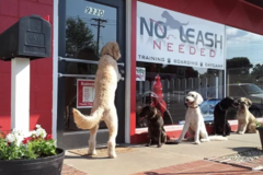 No Leash Needed - Dog Training - St. Louis, MO