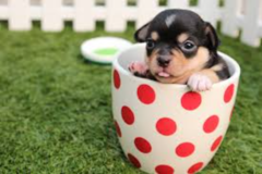 Yappy Pup Learning - Dog and Puppy Trainers - Richmond, VA