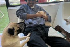 Request Quote: Home Away From Home - In Home Pet Sitting - Brooklyn, NY