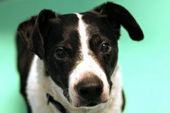 Request Quote: Tangier Media Studio - Pet Photography - Chapel Hill, NC
