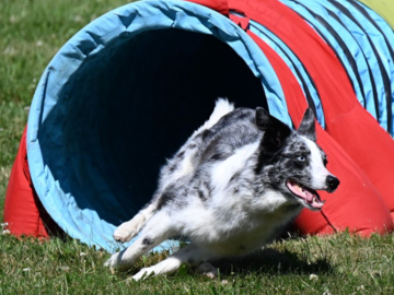Dog Training Buffalo NY