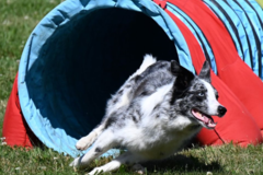 Pet Works Dog Training - Buffalo, NY