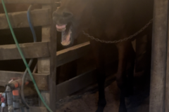 Request Quote: Animal Massage Therapy - Denham Springs, LA