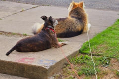 Request Quote: Dog Boarding in My Home - Schenley, PA
