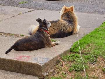 Rebecca Blas In Home Dog Sitting Service
